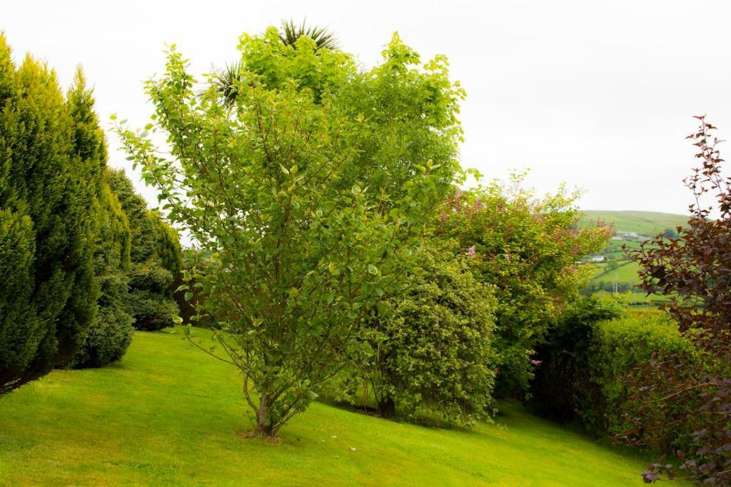 Garron View Bed & Breakfast Cushendall Luaran gambar
